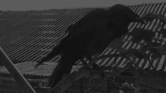 Эмиль TRUшный(Свои)- Тёмно серые дни смотреть онлайн