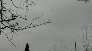 Мёд апреля