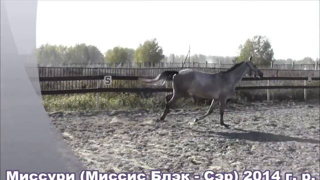 Миссури (прыжки на свободе) смотреть онлайн