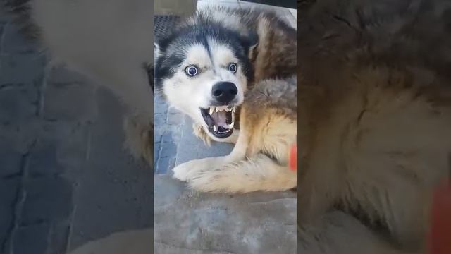 яйца_уже_мхом_заросли🤣🤣