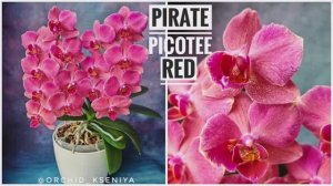 Phal. Pirate Picotee Red 🌸 Домашнее цветение орхидеи фаленопсис Красный Пират Пикоти | Обзор