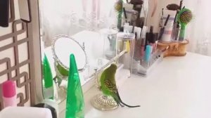 Волнистый попугай Кеша❤Любит Зеркало✔️Попугай говорит ✔️