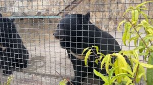 Парк Львов Тайган в Крыму