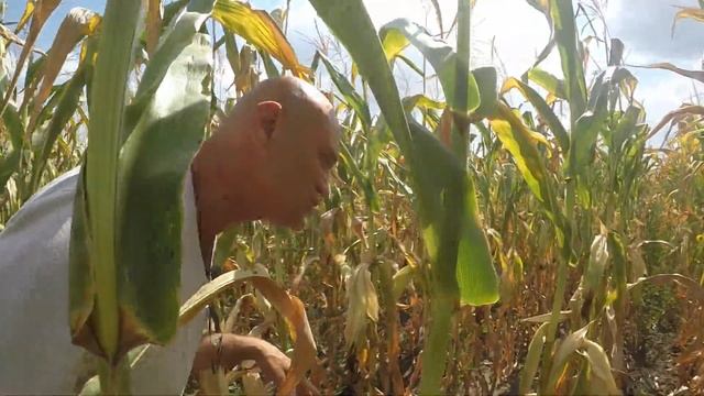 Кукуруза ВН 63, высокоурожайный отечественный гибрид  в условиях с недостаточной увлажненностью.