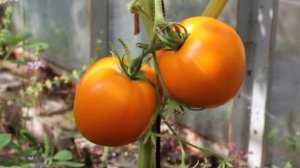 Сорт - "МОНАСТЫРСКАЯ ТРАПЕЗА". Томаты от Фёдора.