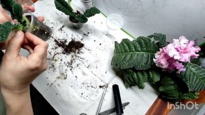 Деление куста стрептокарпуса и немного о разном