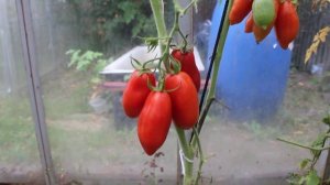 Сорт -"ДАМСКИЕ ПАЛЬЧИКИ ИЗ НЕАПОЛЯ". Томаты от Фёдора.