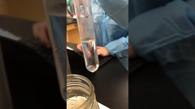 Enzyme potato lab смотреть онлайн