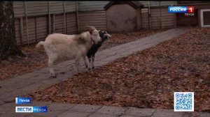 В Пензенском зоопарке рассказали о новых обитателях