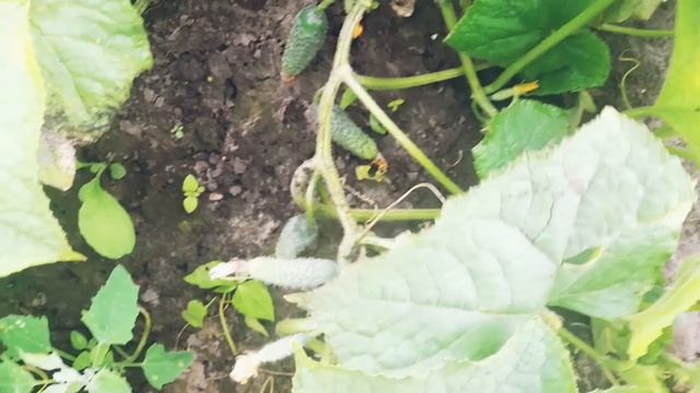 ПОСІЙТЕ ЦЕЙ ГІБРИД @ОГІРКА🥒 І  ВИ НЕ ВСТИГАТИМЕТЕ  їх  ВИБИРАТИ. Тільки біопрепарати.