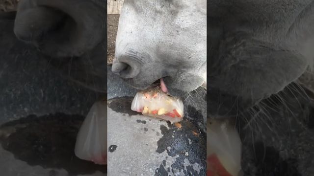 I gave Luna a horse popsicle! смотреть онлайн