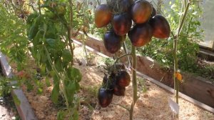 Сорт -" АТОМНЫЙ ВИНОГРАД БРЭДА". Томаты от Фёдора.