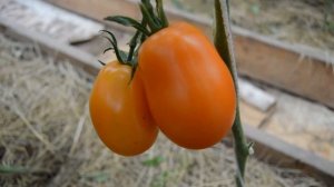 Сорт -"ОЛЕСЯ". Томаты от Фёдора.