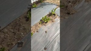 КАК ИЗБАВИТСЯ ОТ СОРНЯКОВ И ТРАВЫ