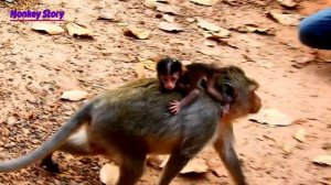 Poor baby Adler very upset mom not feed milk him / Adler stay behind mom deeply sad need milk urgen
