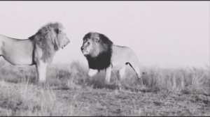 Красивый нашиды про Лев