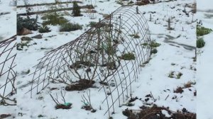 Садовый клуб Натальи Петренко. Как укрывать розы без танцев с бубнами.