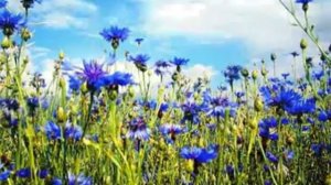 Стихи Есенина