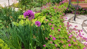 Герань крупнокорневищная в дизайне сада, посадка, размножение, уход.#дизайнсада#гераньвсаду