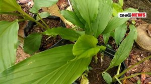 Turmeric cultivation in Sri Lanka Turmeric growing at my home garden Present situation