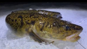 Ловля налима в Карелии | Плов Узбекский в казане на костре | Рыбалка 2020