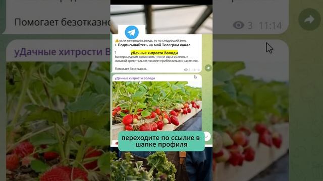 ЛИСТЬЯ ОГУРЦОВ ЖЕЛТЕЮТ И ВЯНУТ? СРОЧНО СДЕЛАЙТЕ ЭТО!! #дача #огород #огурцы #желтеютлистья
