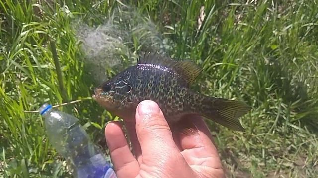 Рыбалка. Солнечный окунь . смотреть онлайн