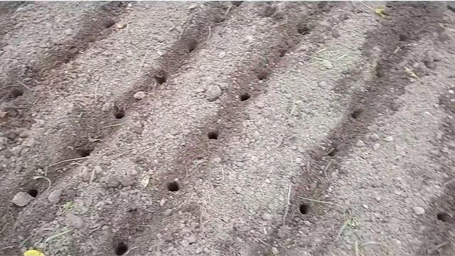 3 октября - сажаем чеснок, с пользой проводим время. смотреть онлайн