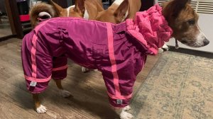 комбинезон для басенджи 1