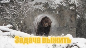 Задача выжить