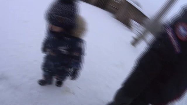 Бег в упряжке  Как живут ездовые собаки?  Почему собаки бегут?