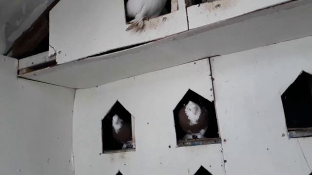 Кабутарлар  сотилади  #кизил хаккалар Андижонда  ДОСТОВКА БОР  12 Вилоятга#ахмаджон #голуби