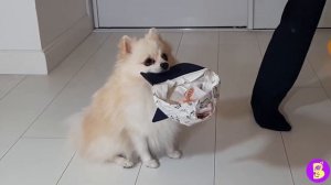 ТРЮКИ с МАЛЕНЬКИМИ СОБАЧКАМИ** НАРЕЗКА** ШОУ СОБАЧЕК в АНАПЕ