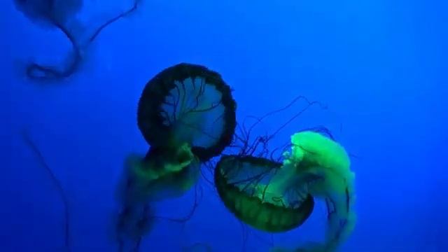 музыка, природа смотреть онлайн