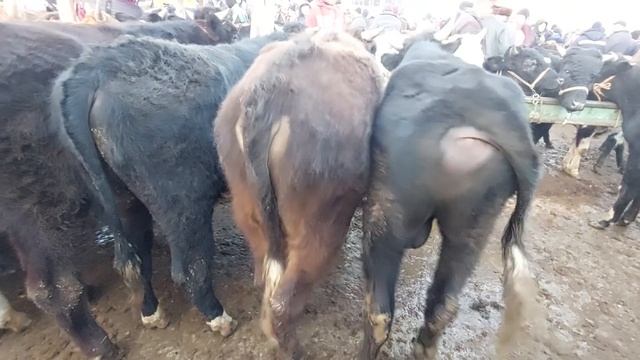 БОКМА БУКАЛАР НАРХИ САМАРКАНД КАТТА КУРГОН БОЗОРИДА