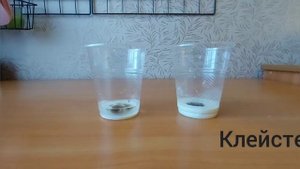 Лабораторний дослід 14. Взаємодія крохмалю з йодом. 9 клас. Хімія.