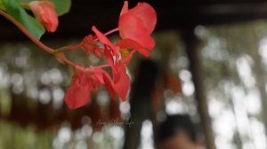 Women live in wild forest village far from civilization. How people live. Amy | Green forest life