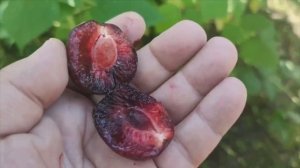 Слива диплоїдна сорт Старкінг Делішес (plum Starking Delicious). Огляд та дегустація