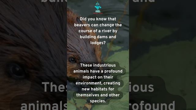 The Architectural Marvels of Beavers: Shaping Rivers and Creating Havens смотреть онлайн