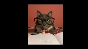 Если бы котики ходили в школу - Лотков опять в Деле