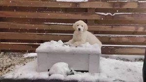 Собака подумала и сказала.... (статья о животных)