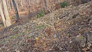 20241102_144839 Ноябрь 2024. Состояние участка после планирования