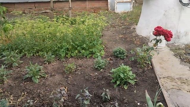 Жизнь на пенсии. Одна на хозяйстве. #деревенскаяжизнь