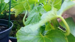 Выпуск 73: Как посадить кабачки, патиссоны, если места на участке для них не хватает. Ч 2. Результа