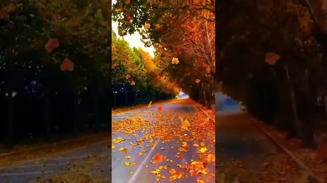 Золотая осень 🍂🍁

 #Осень 
 #золотаяосень