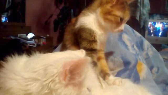 Любовный масаж смотреть онлайн