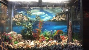 На аквариум без рыбок