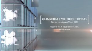 Дымянка густоцветковая (Fumaria densiflora DC)