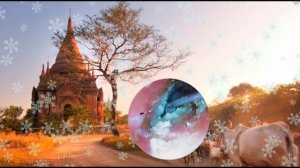 Ear Wax Removal Eps# 78 || чистка ушной серы # 78