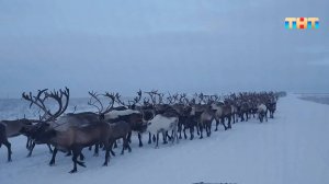 Удалось ли вернуть олених в Якутии?